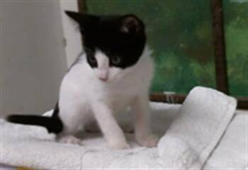ORION -  Domestic Short Hair Cat for Adoption in Houston, Texas - ORION | PetCurious