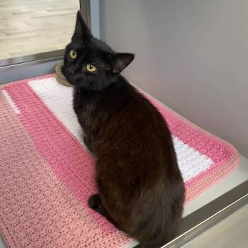 Domestic Short Hair Cats Available for Adoption in Nevada, Missouri - Pip | PetCurious