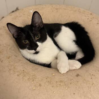 Rescue Domestic Short Hair Cats for Adoption in New Smyrna Beach, Florida - Dutchess | PetCurious