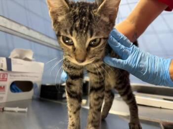 LARRY -  Domestic Short Hair Cat for Adoption in San Bernardino, California - LARRY | PetCurious