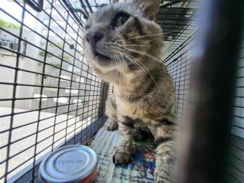 SANCHEZ -  Domestic Short Hair Cat for Adoption in San Antonio, Texas - SANCHEZ | PetCurious