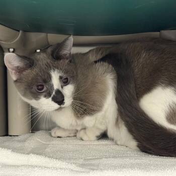 Rescue Domestic Short Hair Cats for Adoption in Las Vegas, Nevada - RASCAL | PetCurious