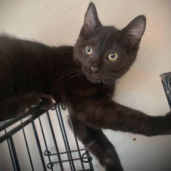 Rescue Domestic Short Hair Cats for Adoption in Buffalo, New York - Heath & Harrison | PetCurious