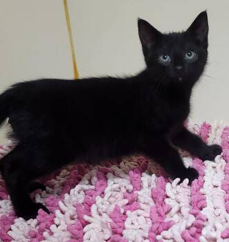 Domestic Short Hair Cats Available for Adoption - Anthony | PetCurious
