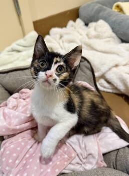 Rescue Domestic Short Hair Cats for Adoption in Agoura Hills, California - Cassia | PetCurious