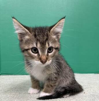 Domestic Short Hair Cats Available for Adoption in Houston, Texas - Que | PetCurious