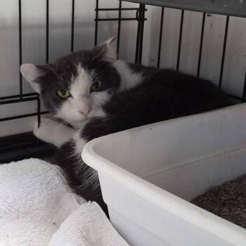Spicy Tuna -  Domestic Short Hair Cat for Adoption in Cleveland, Mississippi - Spicy Tuna | PetCurious