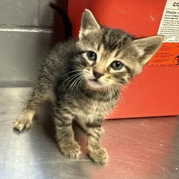 Trashcan -  Domestic Short Hair Cat for Adoption in Tuscaloosa, Alabama - Trashcan | PetCurious