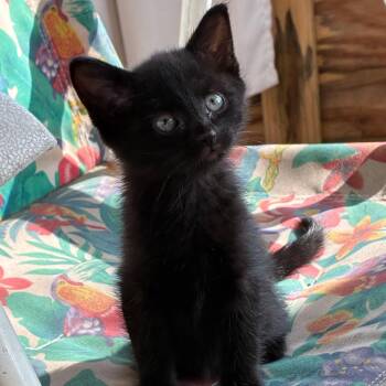 Domestic Short Hair Cats Available for Adoption in West Jefferson, Ohio - Berry | PetCurious