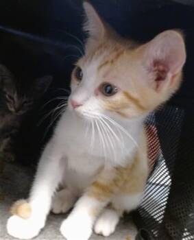 A476802 -  Domestic Short Hair Cat for Adoption in Oklahoma City, Oklahoma - A476802 | PetCurious