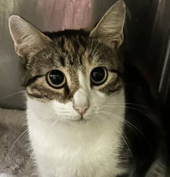 Rescue Domestic Short Hair Cats for Adoption in Spartanburg, South Carolina - Callie | PetCurious