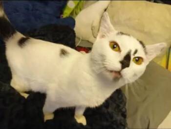 Domestic Short Hair Cats Available for Adoption in Stuart, Virginia - Pistachio | PetCurious