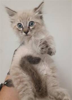 PEANUT -  Domestic Medium Hair Cat for Adoption in Camarillo, California - PEANUT | PetCurious