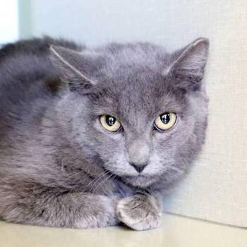 Domestic Short Hair Cats Available for Adoption - Diego | PetCurious