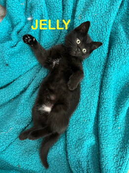Rescue Domestic Short Hair Cats for Adoption in Rockaway, New Jersey - Jelly KITTEN | PetCurious