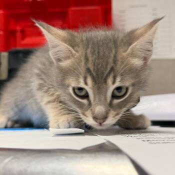 Rambutan -  Domestic Short Hair Cat for Adoption in Yuma, Arizona - Rambutan | PetCurious
