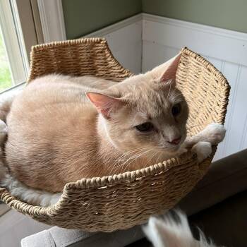 Domestic Short Hair Cats Available for Adoption in Charlotte, North Carolina - Mazy | PetCurious