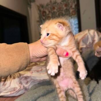 Rescue Domestic Short Hair Cats for Adoption in Maple Falls, Washington - Tommy | PetCurious