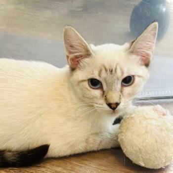 Skyler -  Domestic Short Hair Cat for Adoption in Grantsville, Utah - Skyler | PetCurious