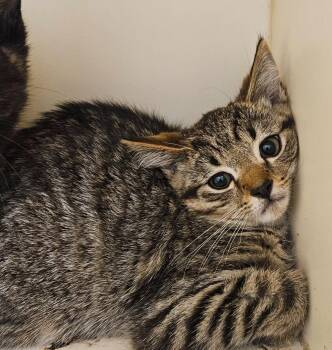 Bob the Bobtail -  Domestic Short Hair Cat for Adoption in Bloomington, Indiana - Bob The Bobtail | PetCurious