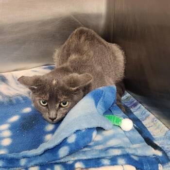 Domestic Short Hair Cats Available for Adoption - Dottie | PetCurious