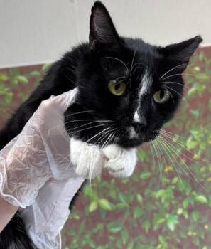 Domestic Short Hair Cats Available for Adoption in San Antonio, Texas - Lyle | PetCurious