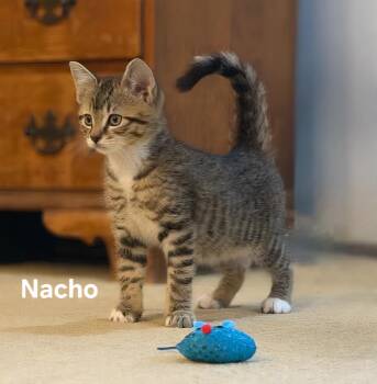 Nacho -  Domestic Short Hair Cat Available for Adoption in Chicopee, Massachusetts - Nacho | PetCurious