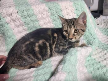 Bexley -  Domestic Short Hair Cat for Adoption in East Brunswick, New Jersey - Bexley | PetCurious
