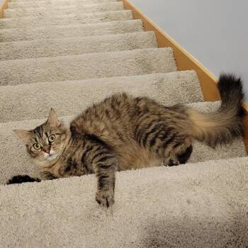 Domestic Medium Hair Cats Available for Adoption in Minnetonka, Minnesota - Rae C69541 | PetCurious