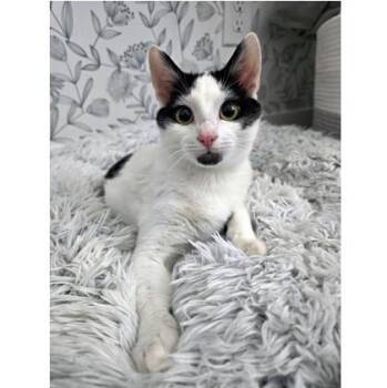 Domestic Short Hair Cats Available for Adoption - Rhysand | PetCurious