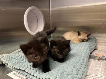 SURF -  Domestic Short Hair Cat for Adoption in Tustin, California - SURF | PetCurious