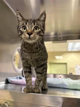 TIMMY -  Domestic Short Hair Cat for Adoption in Fort Myers, Florida - TIMMY | PetCurious