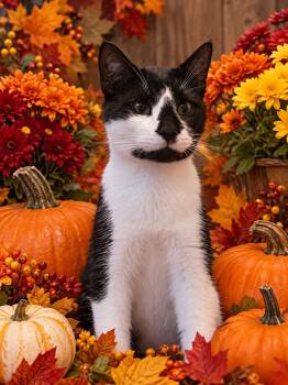 Mickey -  Domestic Short Hair Cat for Adoption in Brantford, Ontario - Mickey | PetCurious
