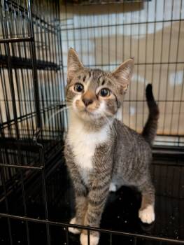 Sammy -  Domestic Short Hair Cat for Adoption in Rocky Ridge, Maryland - Sammy | PetCurious