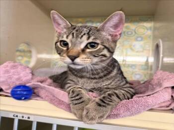 *OAK -  Domestic Short Hair Cat for Adoption in Woodland, California - *OAK | PetCurious