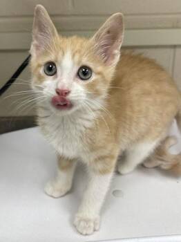 Ander Dingus -  Domestic Short Hair Cat for Adoption in Westland, Michigan - Ander Dingus | PetCurious