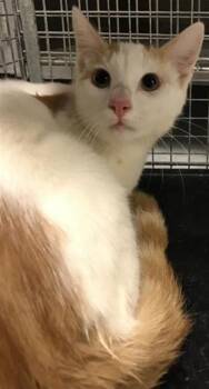 Rescue Domestic Short Hair Cats for Adoption in Conroe, Texas - A420476 | PetCurious