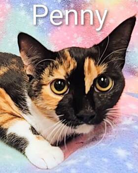 Penny - Rancho Cucamonga PetSmart -  Calico Cat for Adoption in Yorba Linda, California - Penny - Rancho Cucamonga PetSmart | PetCurious