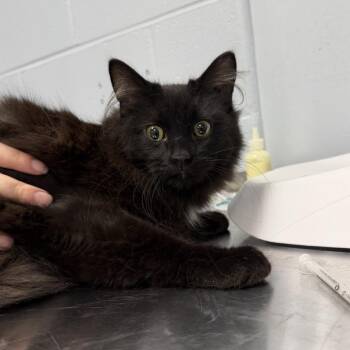 Grimm -  Domestic Long Hair Cat for Adoption in Indianapolis, Indiana - Grimm | PetCurious