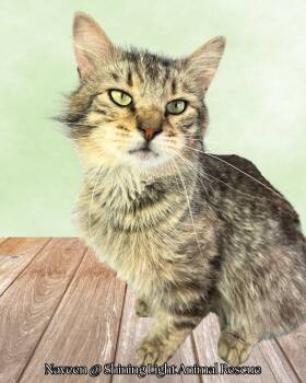 Rescue Domestic Medium Hair Cats for Adoption in Royalton, Illinois - Naveen | PetCurious