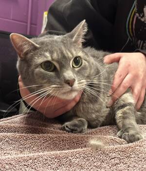 Domestic Short Hair and Tabby Cats Available for Adoption - Chloe | PetCurious