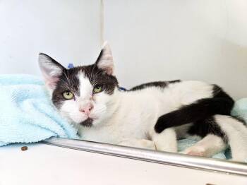 Chewie -  Domestic Short Hair Cat for Adoption in Oakland, California - Chewie | PetCurious