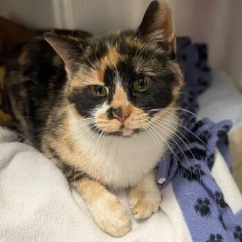 Domestic Short Hair Cats Available for Adoption in Prairie Du Chien, Wisconsin - Athena | PetCurious