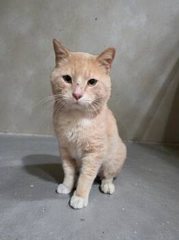 Domestic Short Hair Cats Available for Adoption in Salamanca, New York - James  | PetCurious