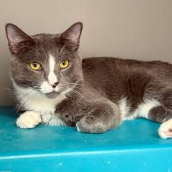 Yogi -  Domestic Short Hair Cat for Adoption in New York, New York - Yogi | PetCurious