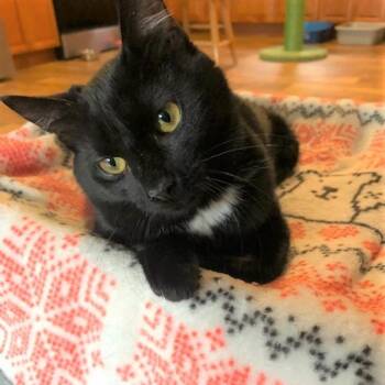 Maybelline -  Domestic Short Hair Cat for Adoption - Maybelline | PetCurious