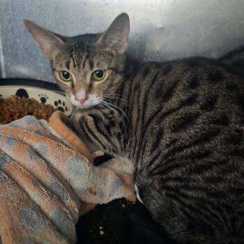 Fava Bean Cat RR BFSLC -  Domestic Short Hair Cat for Adoption in Las Vegas, Nevada - Fava Bean Cat RR BFSLC | PetCurious