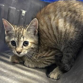 Francis -  Domestic Short Hair Cat for Adoption in Greensboro, North Carolina - Francis | PetCurious