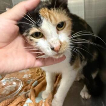 Candy -  Domestic Short Hair Cat for Adoption in Horn Lake, Mississippi - Candy | PetCurious