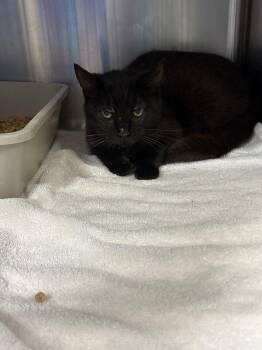 Domestic Short Hair Cats Available for Adoption in Burgaw, North Carolina - Pancake | PetCurious